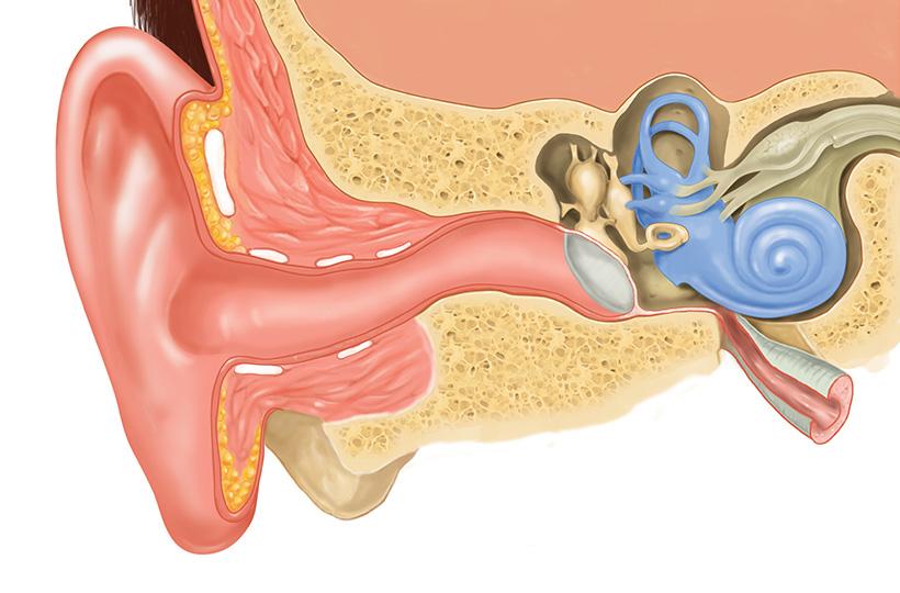 Oído medio cadena osicular - Cirugía del oído - Servicio de cirugías - Instituto de Cabeza y Cuello (ICiC)